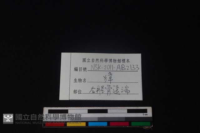 獐骨藏品圖，第3張