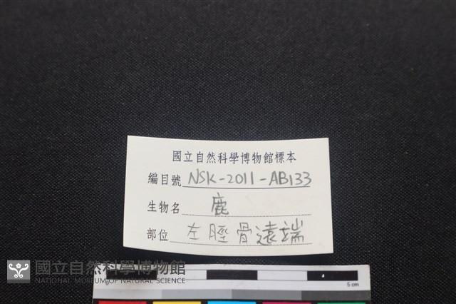 梅花鹿骨藏品圖，第3張