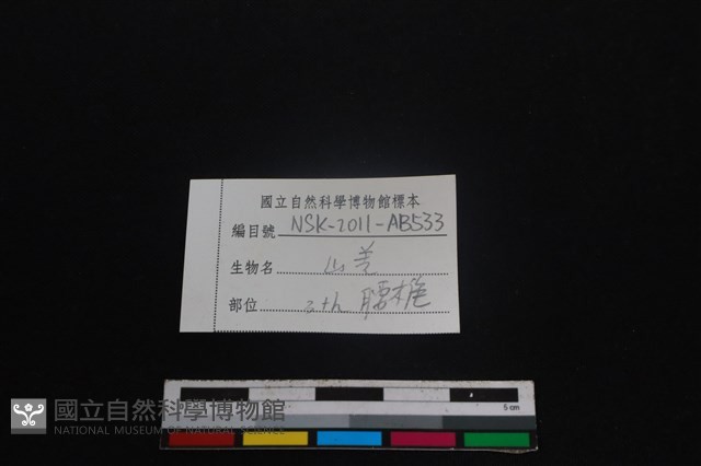 山羌骨藏品圖，第3張