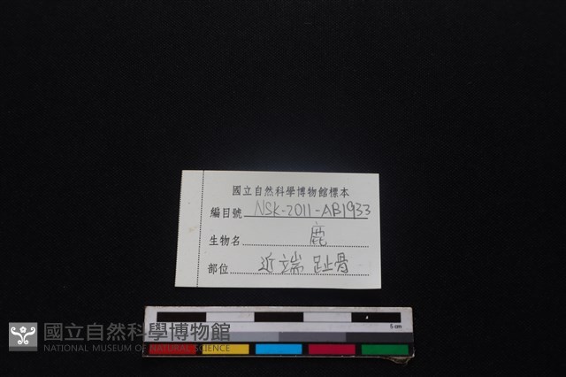 梅花鹿骨藏品圖，第3張