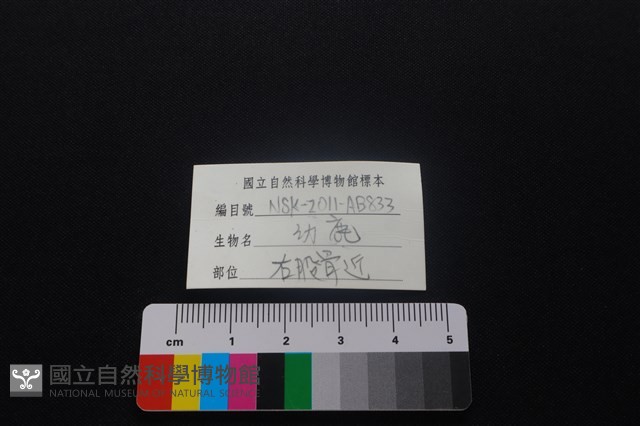 獐骨藏品圖，第3張