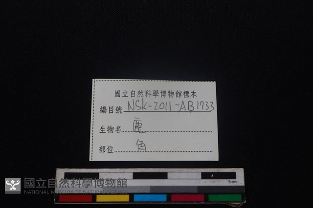 梅花鹿骨藏品圖，第3張