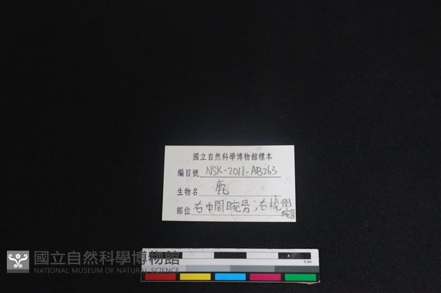 梅花鹿骨藏品圖，第3張