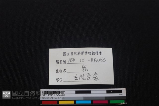 梅花鹿骨藏品圖，第3張