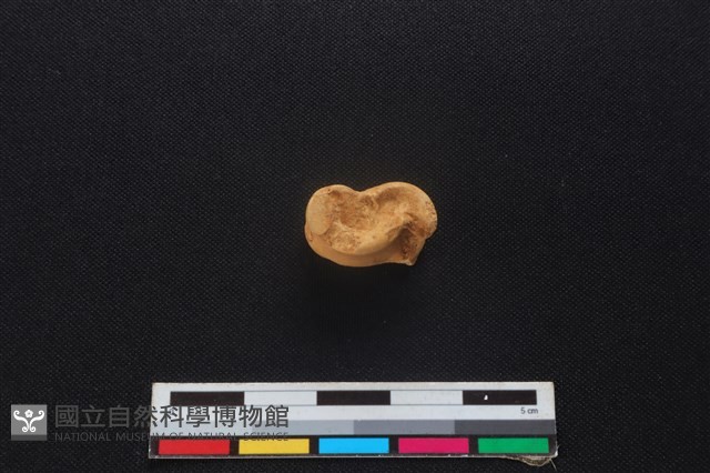 山羌骨藏品圖，第3張