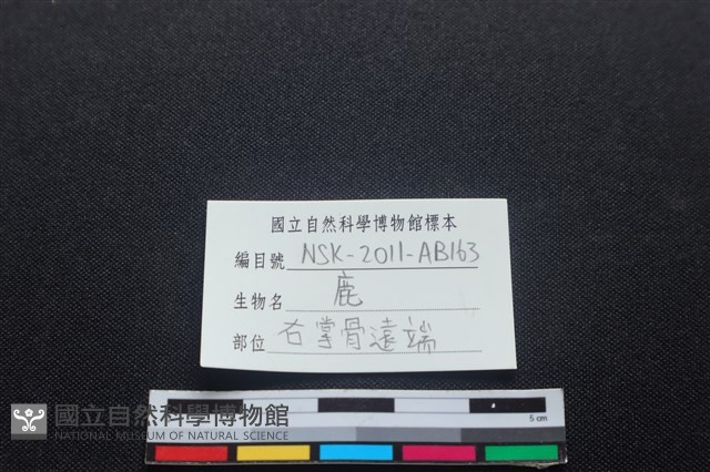 梅花鹿骨藏品圖，第3張