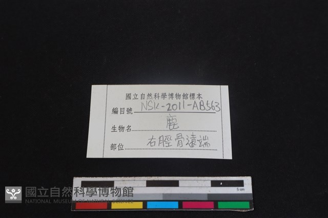 梅花鹿骨藏品圖，第3張