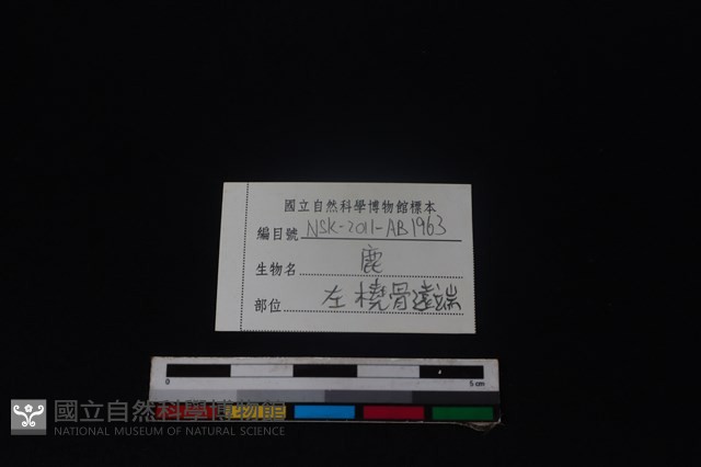 梅花鹿骨藏品圖，第3張