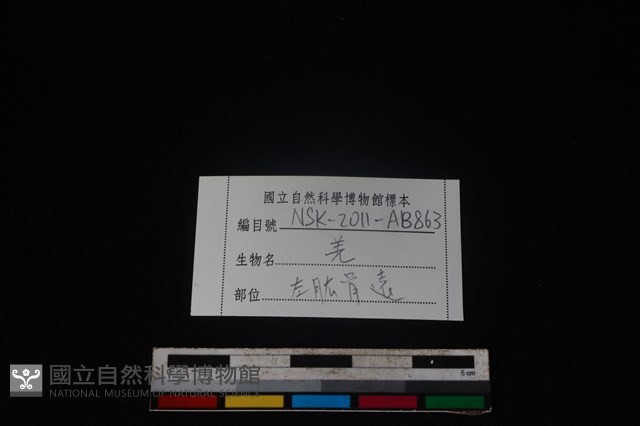 山羌骨藏品圖，第3張