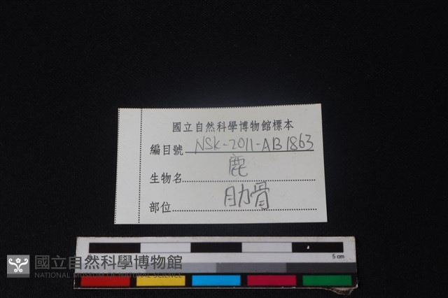 梅花鹿骨藏品圖，第3張