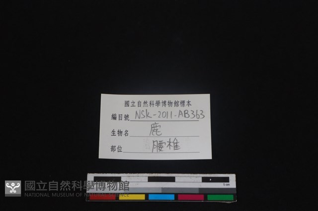 梅花鹿骨藏品圖，第3張