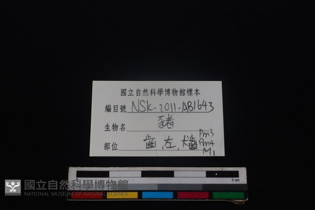 豬骨藏品圖，第3張