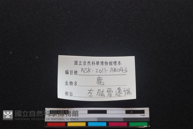 梅花鹿骨藏品圖，第3張