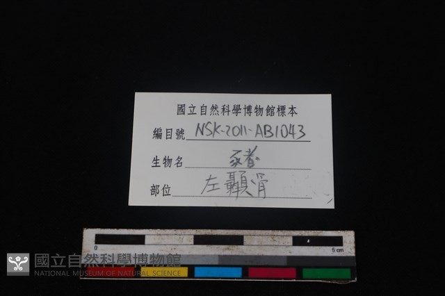 豬骨藏品圖，第3張