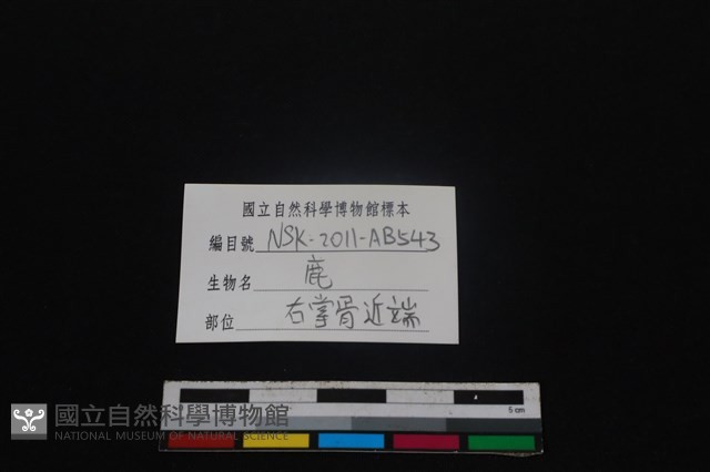 梅花鹿骨藏品圖，第3張