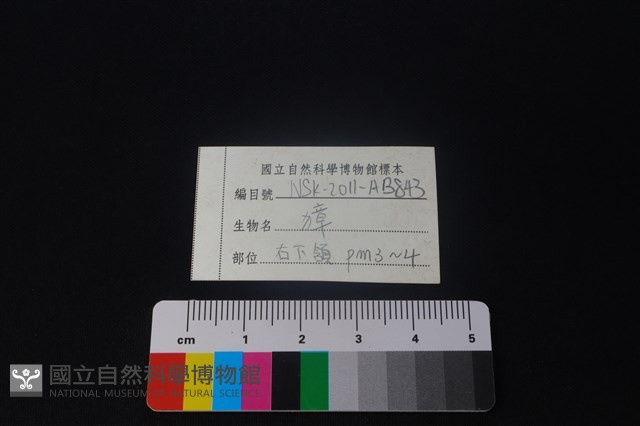 獐骨藏品圖，第3張