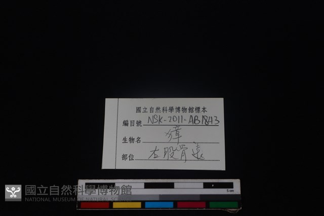 獐骨藏品圖，第3張