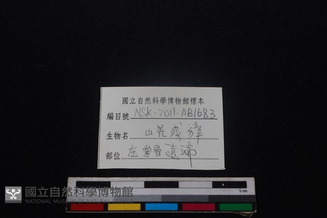 鹿科骨藏品圖，第3張