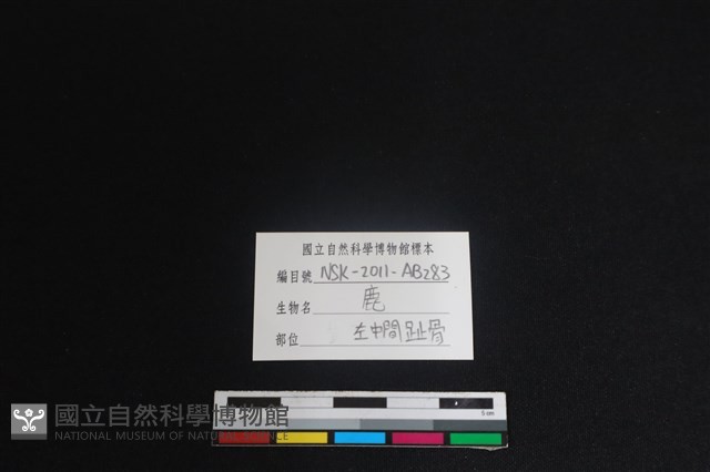 梅花鹿骨藏品圖，第3張