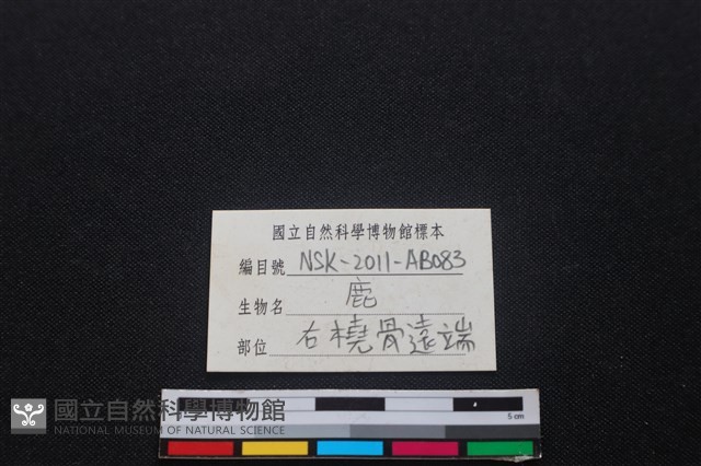梅花鹿骨藏品圖，第3張