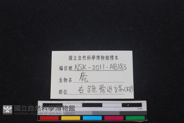 梅花鹿骨藏品圖，第3張