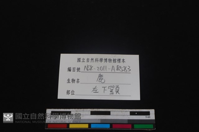 梅花鹿骨藏品圖，第3張