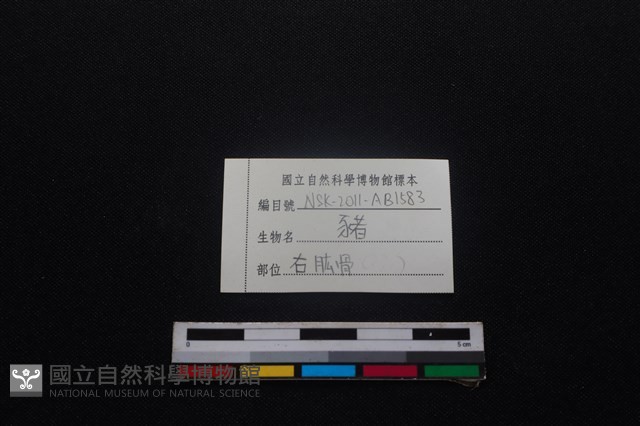 豬骨藏品圖，第3張