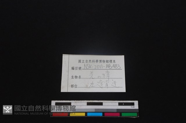 鹿科骨藏品圖，第3張