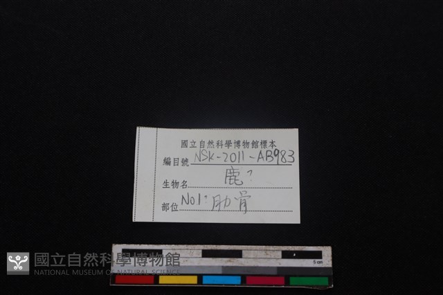 梅花鹿骨藏品圖，第3張