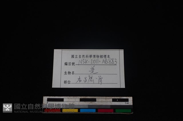 山羌骨藏品圖，第3張