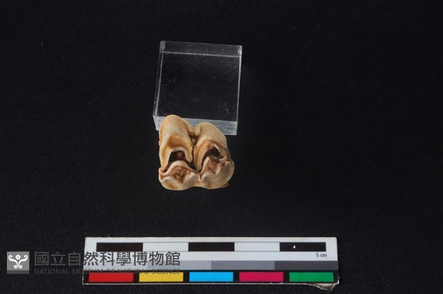 梅花鹿骨藏品圖，第3張