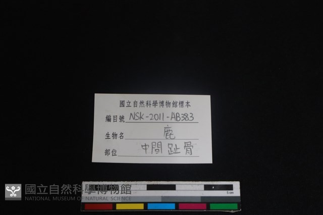 梅花鹿骨藏品圖，第3張