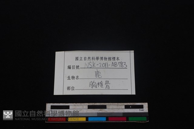 梅花鹿骨藏品圖，第3張