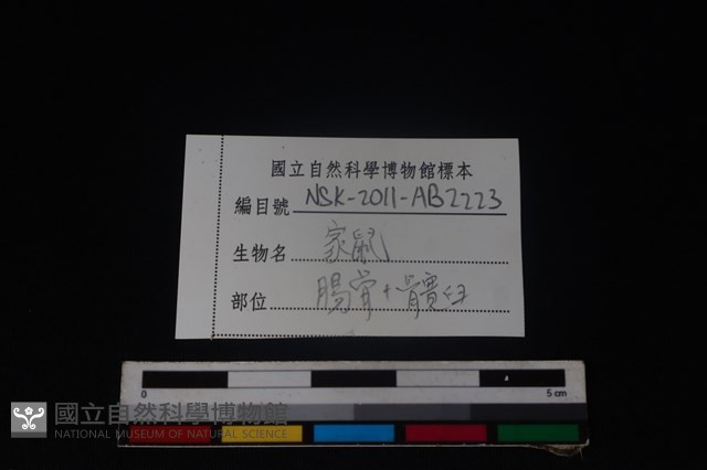 家鼠骨藏品圖，第3張