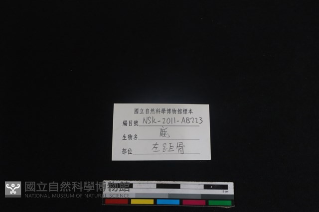 梅花鹿骨藏品圖，第3張