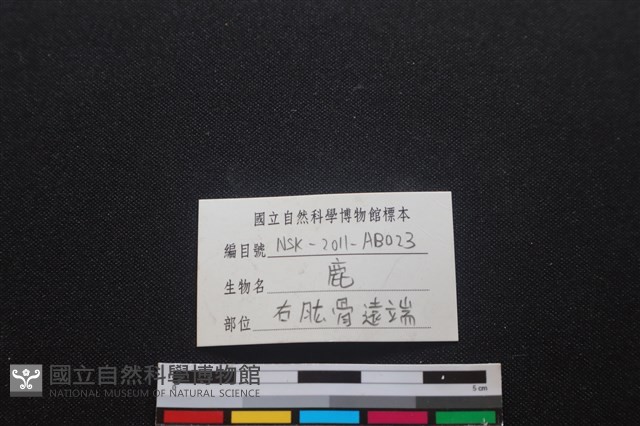 梅花鹿骨藏品圖，第3張