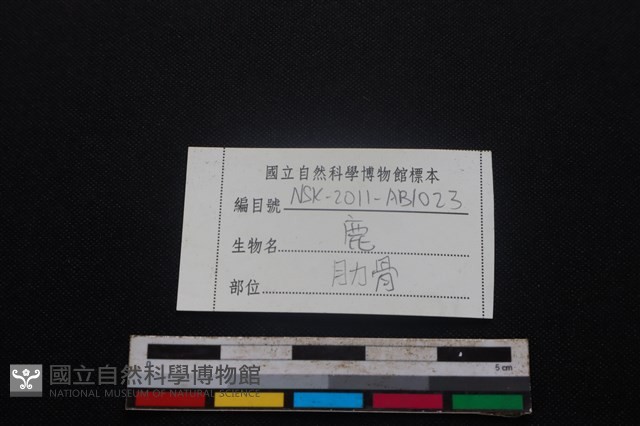 豬骨藏品圖，第3張