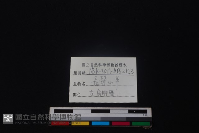 長鬃山羊骨藏品圖，第3張