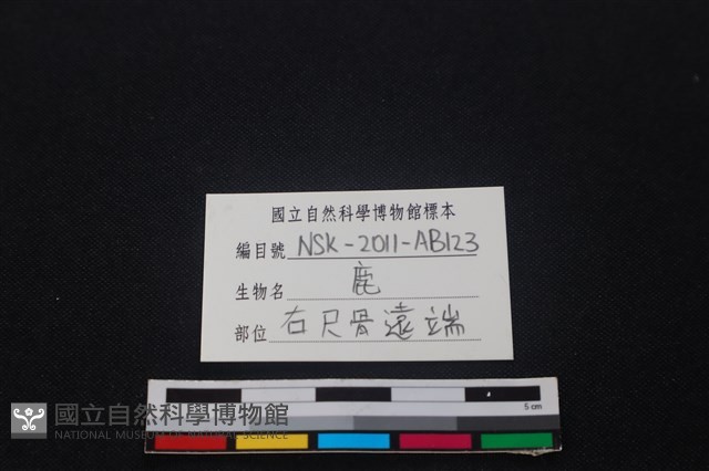 梅花鹿骨藏品圖，第3張