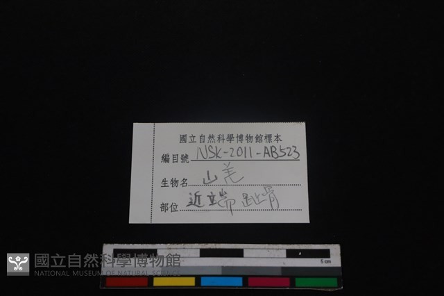 山羌骨藏品圖，第3張