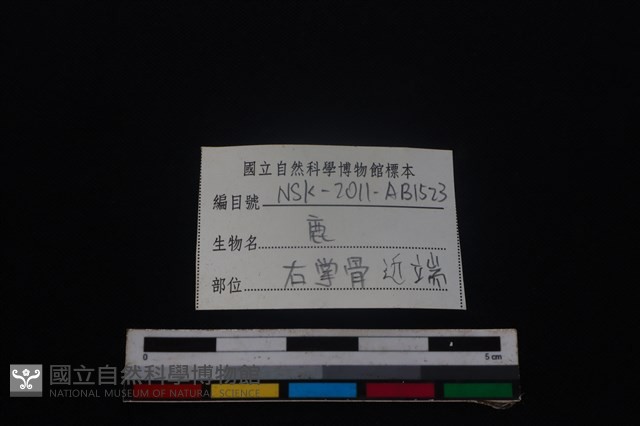 梅花鹿骨藏品圖，第3張