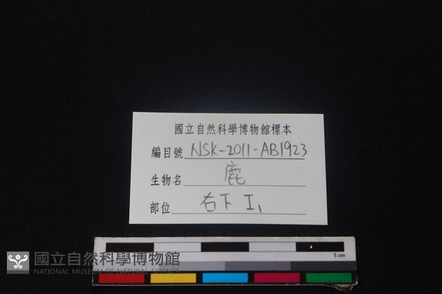 梅花鹿骨藏品圖，第3張