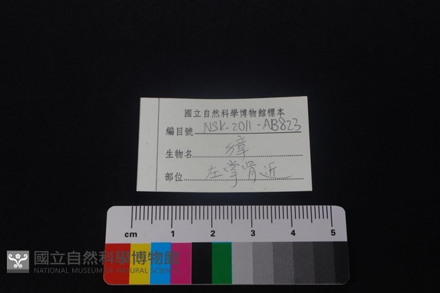 獐骨藏品圖，第3張