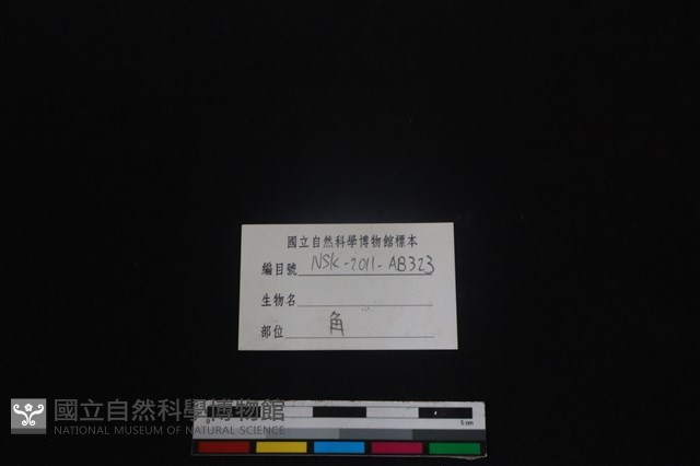 梅花鹿骨藏品圖，第3張