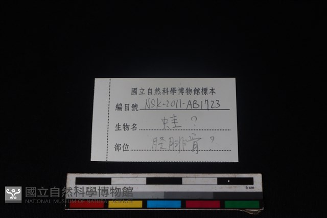蛙骨藏品圖，第3張