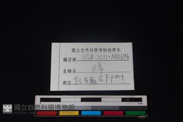 獐骨藏品圖，第3張