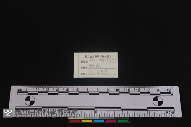 梅花鹿骨藏品圖，第3張