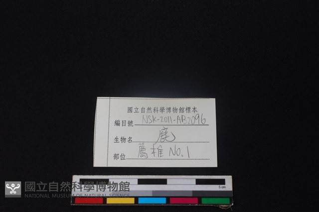 鹿骨藏品圖，第3張