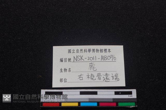 梅花鹿骨藏品圖，第3張