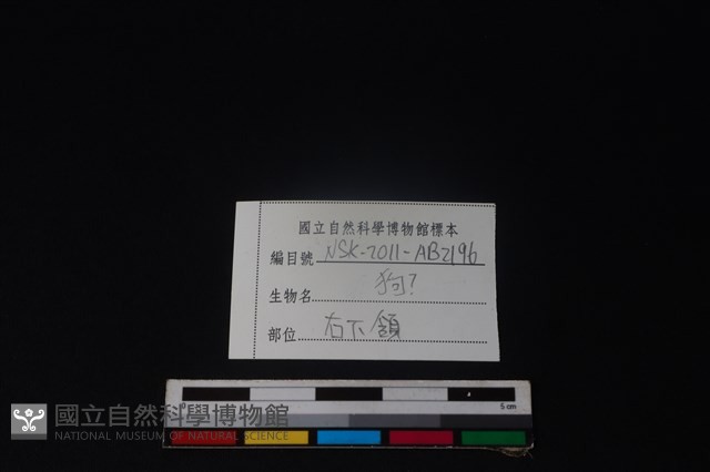 狗骨藏品圖，第3張